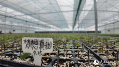 <b>都“菜篮子”工程的意义所正在</b>